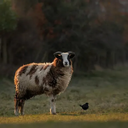 Bowling Terrace Above Rubies Dog Friendly, Walks * スキプトン
