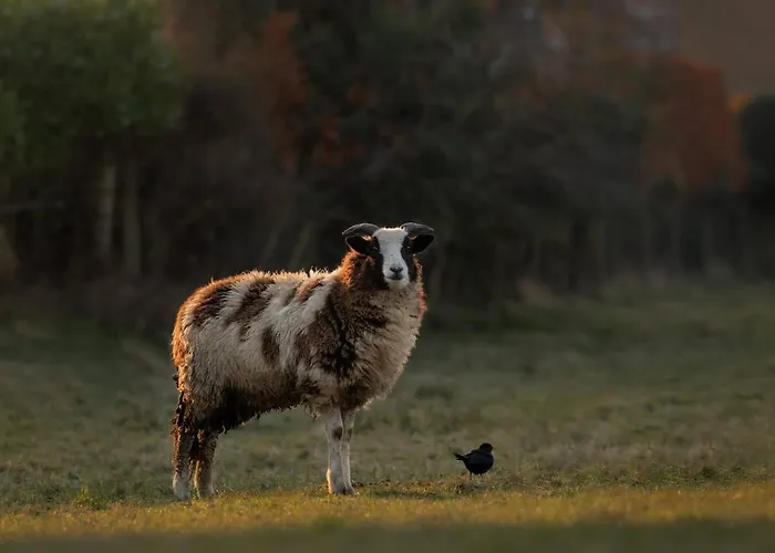 Stylish 3 Bed, Wifi, Dog Friendly, Walks * Skipton