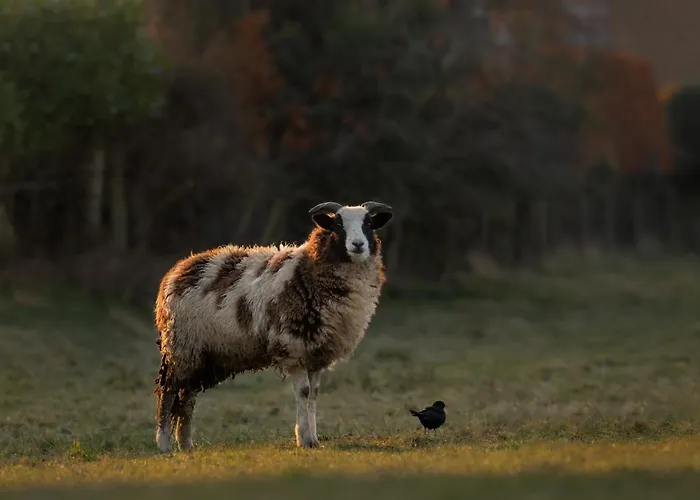 Stylish 3 Bed, Wifi, Dog Friendly, Walks Tatil Evi